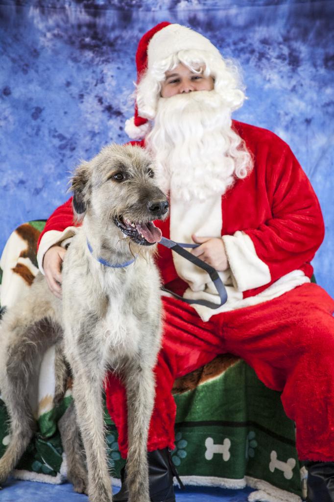 Irish Wolfhound Christmas with Santa